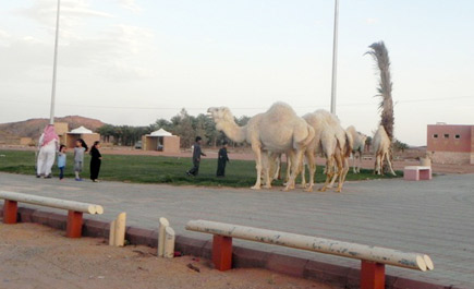 جمال سائبة تتَنزه في حدائق حائل 