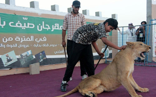 عروض الأسود الرياضية تمتع زوار مهرجان كاف 