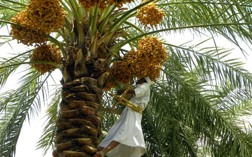 تحسن الطقس ليلاً بالرياض بدرجة حرارة (29).. ووفرة الرطب مع آخر مواسم الصيف 