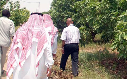 ورشة عمل بعنوان «زراعة وإدارة أشجار المانجو» بجازان 