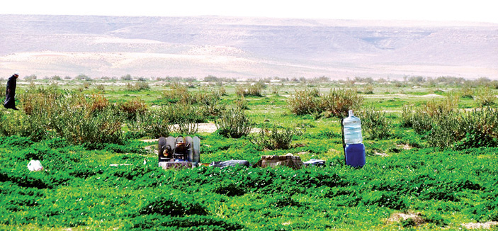 ربيع سدير ... يفوح برائحة الخزامى والنفل والشيح 