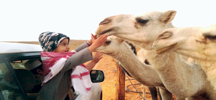 الإبل وكورونا .. لماذا انتشرت العدوى بين العاملين في القطاع الصحي وليس عبر حظائر؟ 