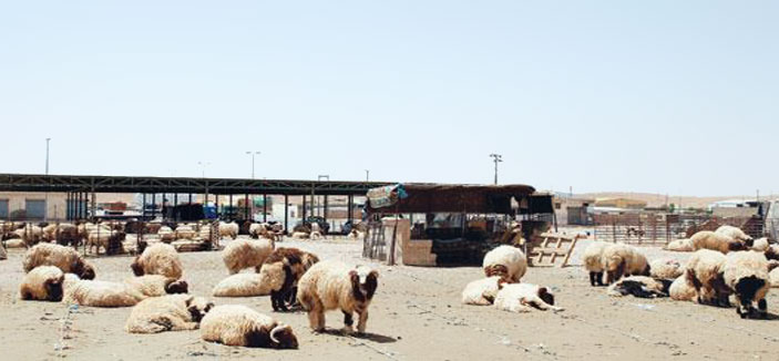 «كورونا» رفعت أسعار الأغنام 30% 