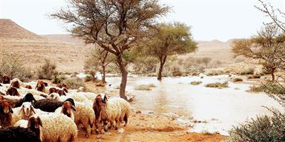 أمطار رويغب والحفنة والطيري وتمير تغري المتنزهين 