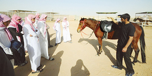  دورة للطلاب عن الخيول