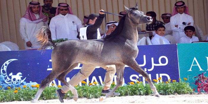  لقطة من بطولة سابقة لجمال الخيل