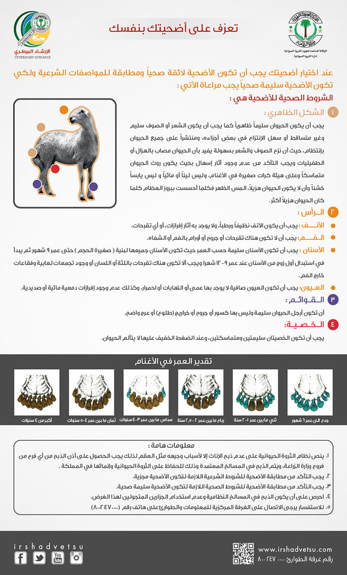 تعرف على أضحيتك بنفسك الارشاد البيطري 