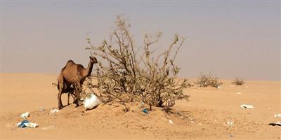 فياض حفر الباطن تقاوم الجفاف.. وحمايتها وتسويرها مطلب الأهالي 