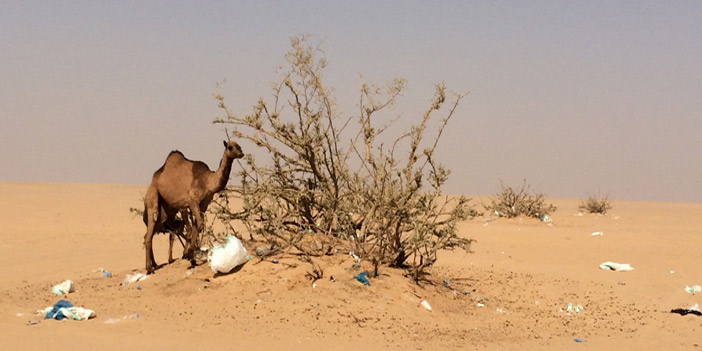  ما تبقى من فياض السدر تدمره الإبل