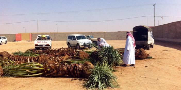  موظفو الزراعة بعد ضبط النخيل المصاب بالسوسة