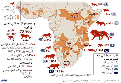 الأسد الأفريقي: ملك الغابة معرض للخطر ويهدده الصيادون 