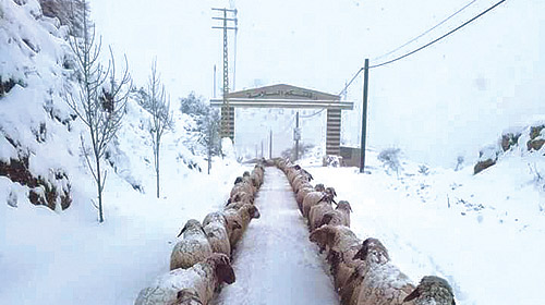 فلاديمير يبيّض وجه لبنان 