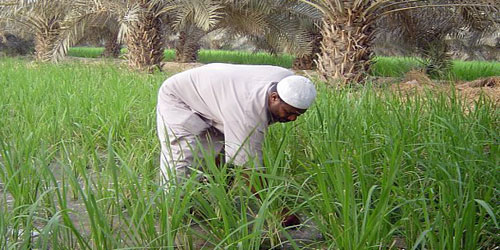 وزيرا العمل والزراعة يتفقان على 4 مبادرات لتعزيز إنتاجية القطاع الزراعي 