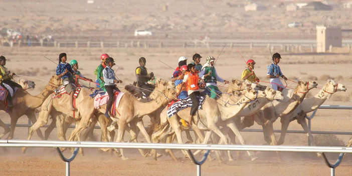 سباق الهجن الكبير.. نواة الجنادرية 