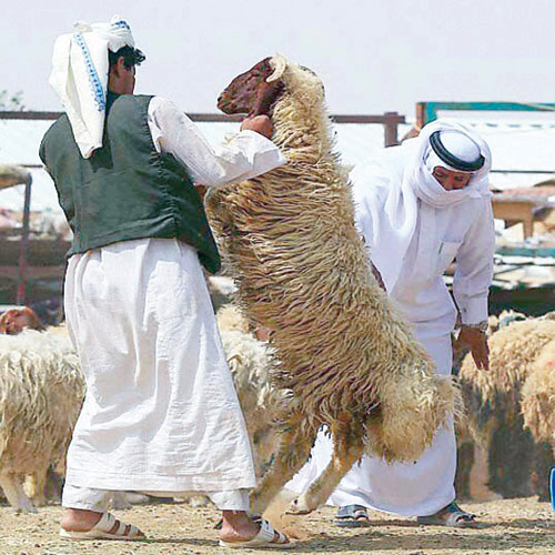 أمانة الرياض تحذر من أساليب الغش في بيع الأضاحي 