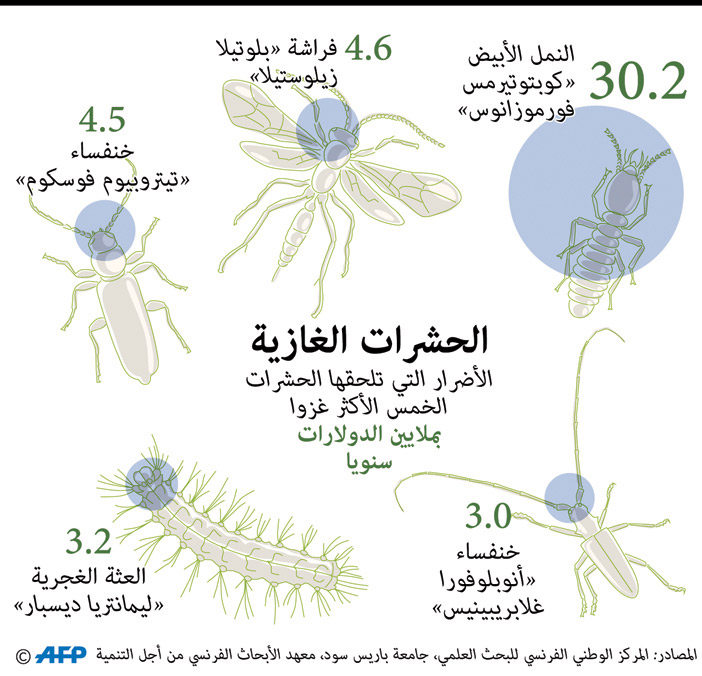 الحشرات الغازية 