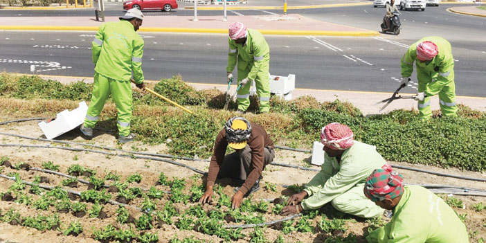  جانب من زراعة الشتلات وتمديد شبكة الري