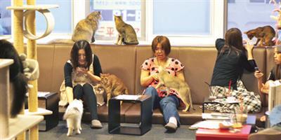 مقاهي «cat cafe» تنتشر حول العالم 