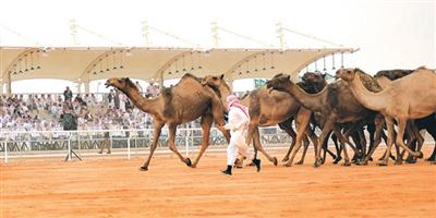 د.الطريفي: 90 % من العاملين في مهرجان الملك عبدالعزيز للإبل من فئة الشباب 