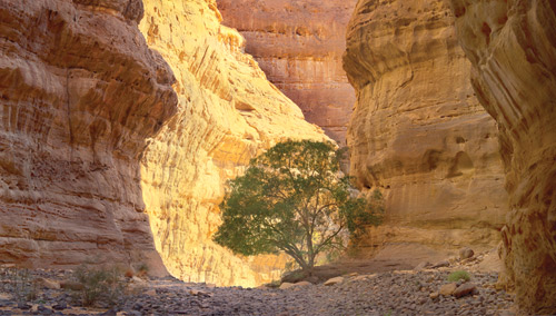  تصوير - رياض الجرعي