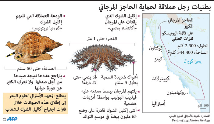 بطنيات رجل عملاقة لحماية الحاجز المرجاني 