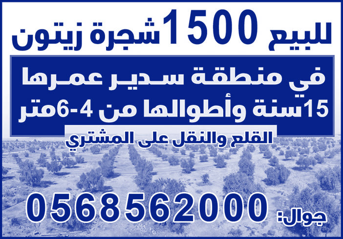 للبيع 1500 شجرة زيتون 