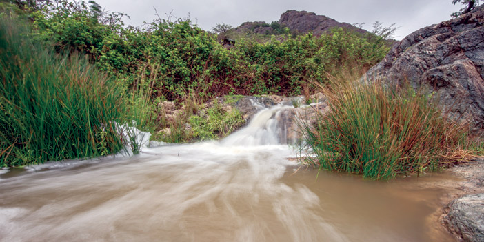 عدسة - أحمد سليمان 