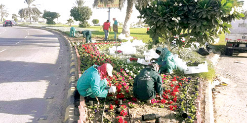  تزيين شارع في الجبيل بالزهور الشتوية