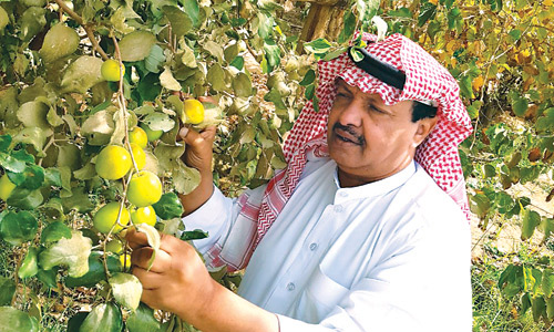  احد المزارعين يجني محصول العبري