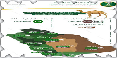 «البيئة»: ترقيم إلكتروني لـ(200) ألف رأس من الإبل تمثل 14 % من إجمالي عددها بالمملكة 