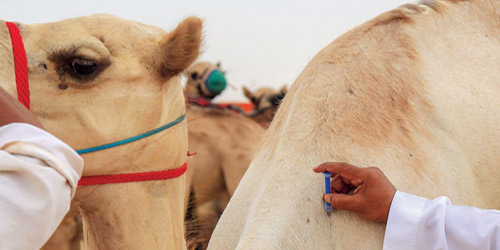 شرائح إلكترونية لهجن مهرجان ولي العهد 