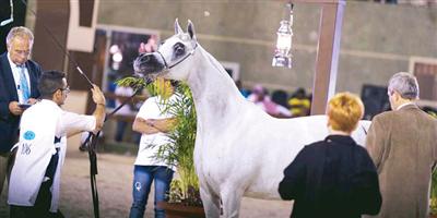 إسطبلات السابق للخيل العربية تتوَّج ببطولة مكة الدولية لجمال الجواد العربي 