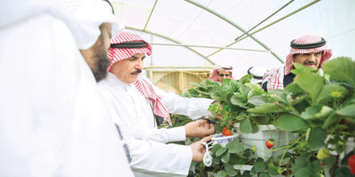  محافظ البكيرية يشارك في قطف الفراولة