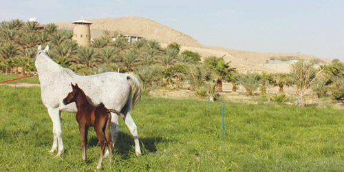  تصوير خلود العيدان