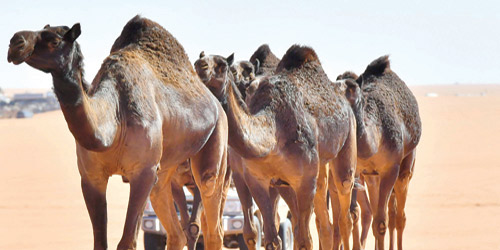 مهرجان الإبل يخصص 3 بوابات لدخول المنقيات إلى ميدان العرض 