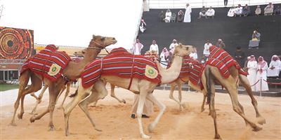 29 هجانًا مصريًّا يشاركون في مهرجان الملك عبد العزيز للإبل 