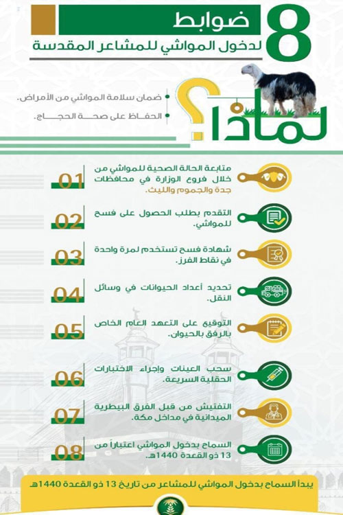 «البيئة» تحدد 8 ضوابط لدخول المواشي إلى المشاعر المقدسة 