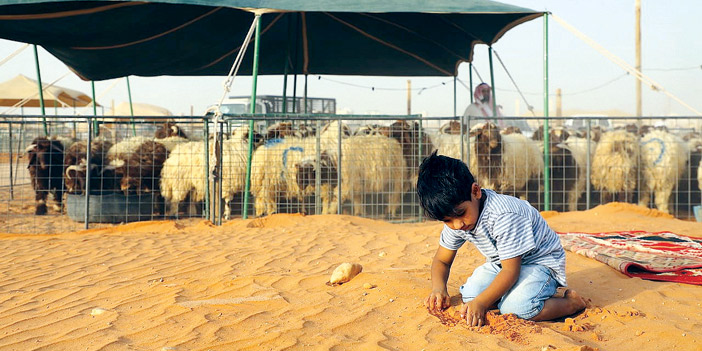   خراف معدة للبيع في أسواق الرياض للماشية