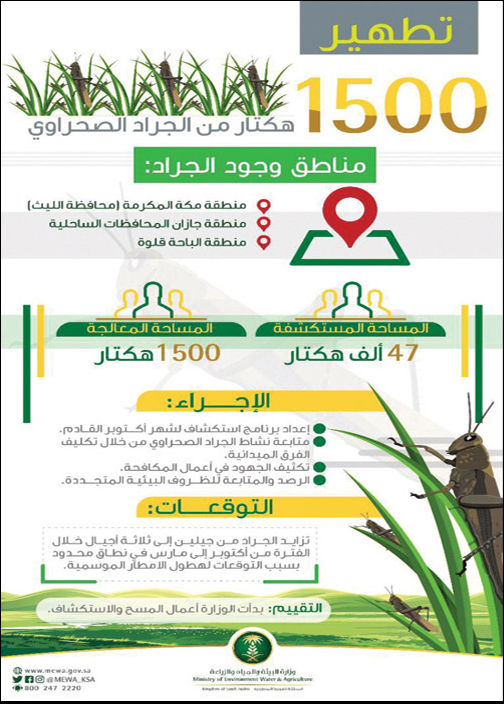 «البيئة» تكافح الجراد الصحراوي وتعالج 1500 هكتار في الساحل الجنوبي الغربي 