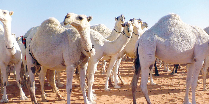 مهرجان الملك عبدالعزيز للإبل 