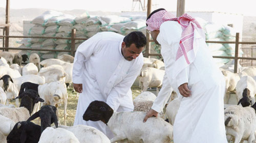  مواطن يختار ذبيحته من الخراف البربرية