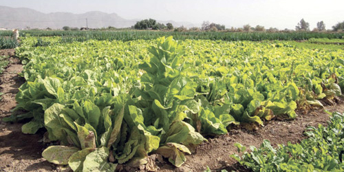 نجران.. مقومات زراعية متنوِّعة.. وسلّة غذائية قيِّمة 