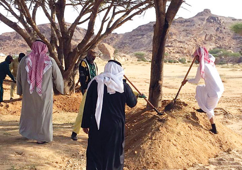  إصلاح جذور الأشجار المكشوفة وتثبيتها