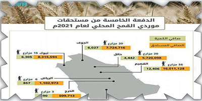 «الحبوب» تبدأ بصرف مستحقات الدفعة الخامسة لمزارعي القمح المحلي 