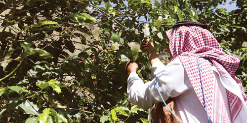 المزارعون يجنون حصادهم السنوي من «البن الخولاني» 