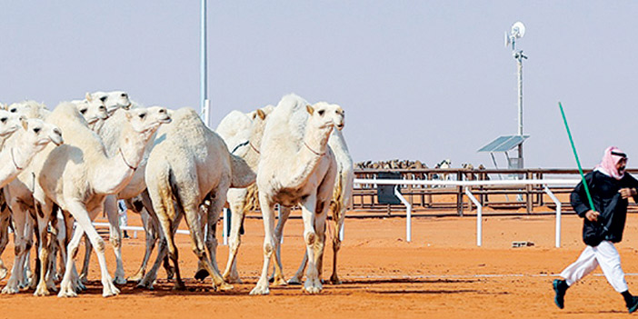  مهرجان الملك عبدالعزيز للإبل