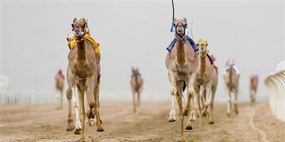 اللجنة المنظمة لمهرجان ولي العهد للهجن تعلن بدء التسجيل في السباقات النهائية 