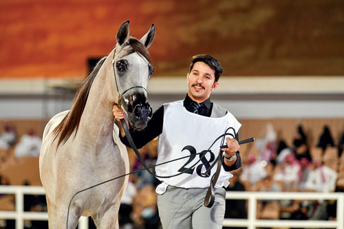 انطلاق مهرجان «جوادي» بسلالات خيل «كأنها ظبي الفلا بجفالها» 