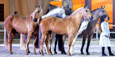 مهرجان «جوادي».. خصائص خيول الثيروبريد المهجنة والأصيلة 