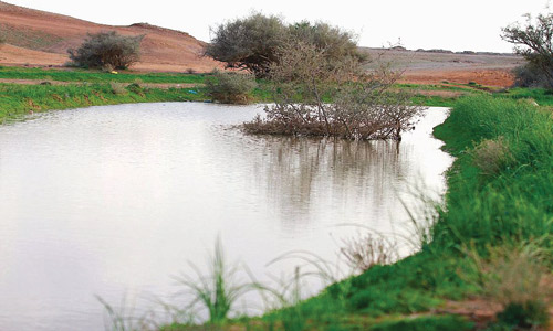 بواكير الربيع تزيِّن فياض رفحاء 